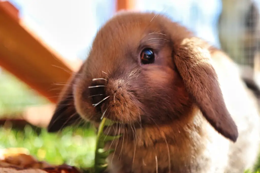 rabbit with food