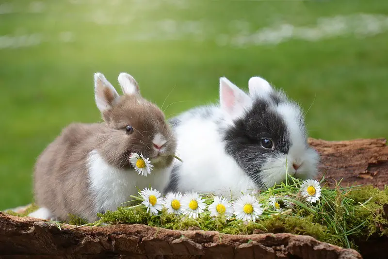 Do Rabbits Mate for Life? Answers on Mating, Monogamy and More