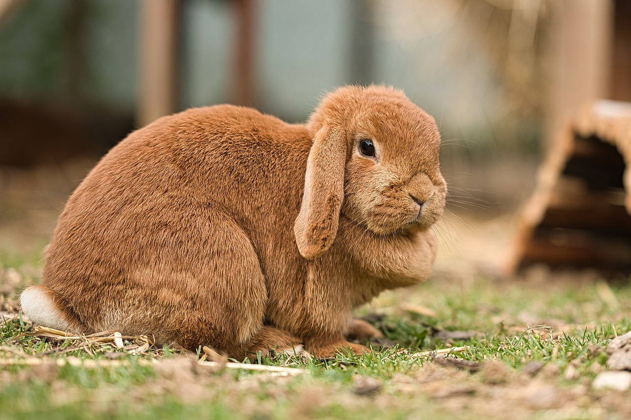 12 Most Popular Brown Rabbit Breeds (with Videos)