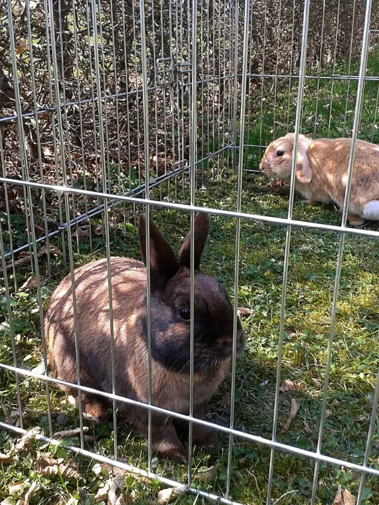 rabbit cage