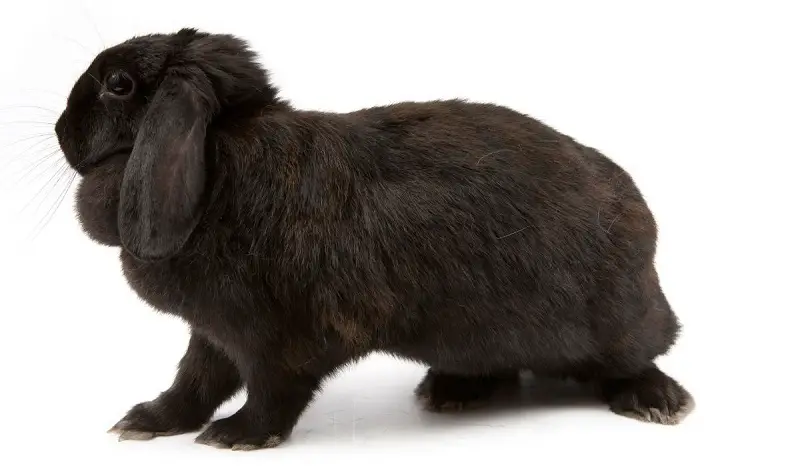 American Fuzzy Lop Rabbit