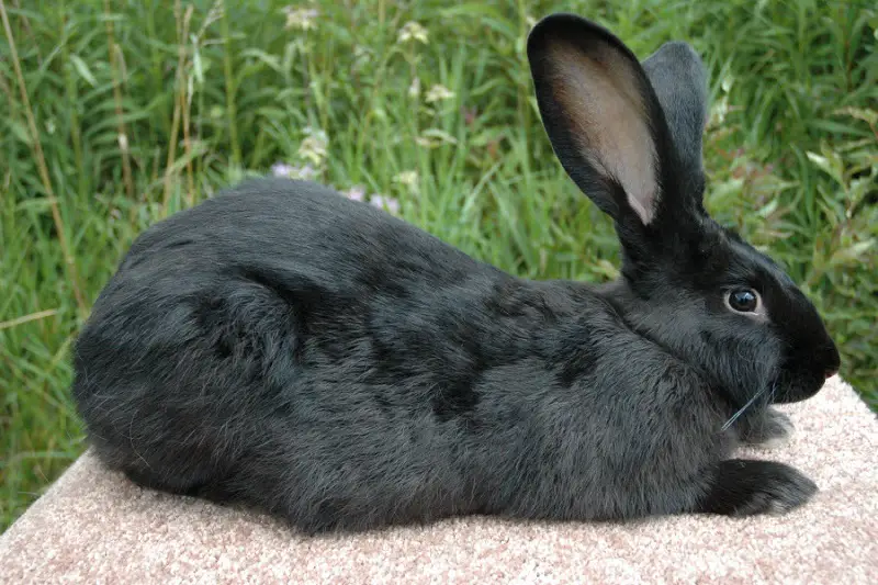 Black Flemish Giant Rabbit