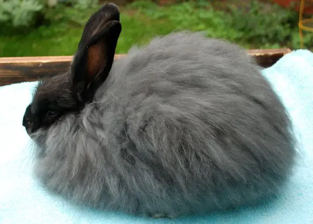 Black French Angora Rabbit