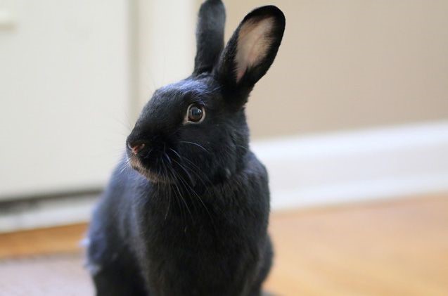 Black Havana Rabbit