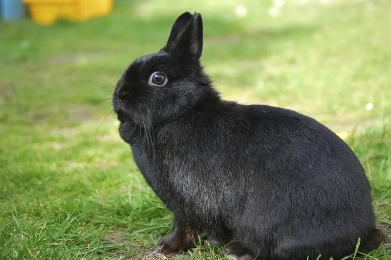 Black Netherland Dwarf Rabbit