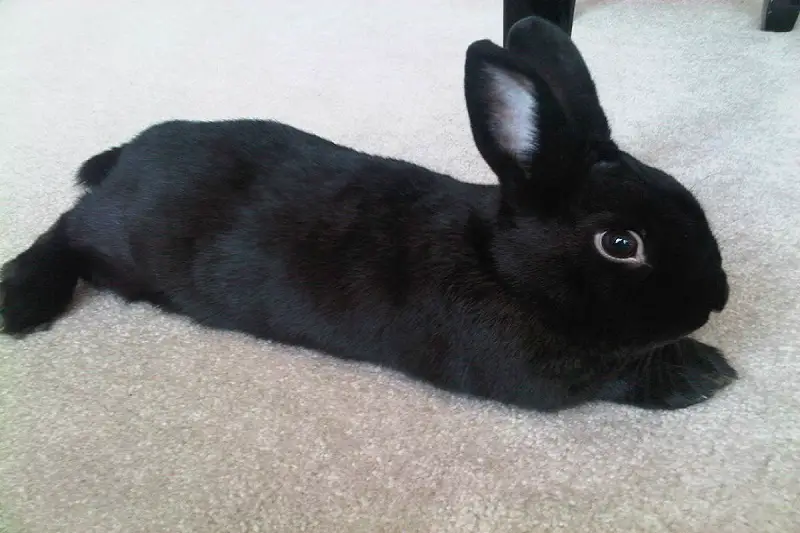 Black Polish Rabbit