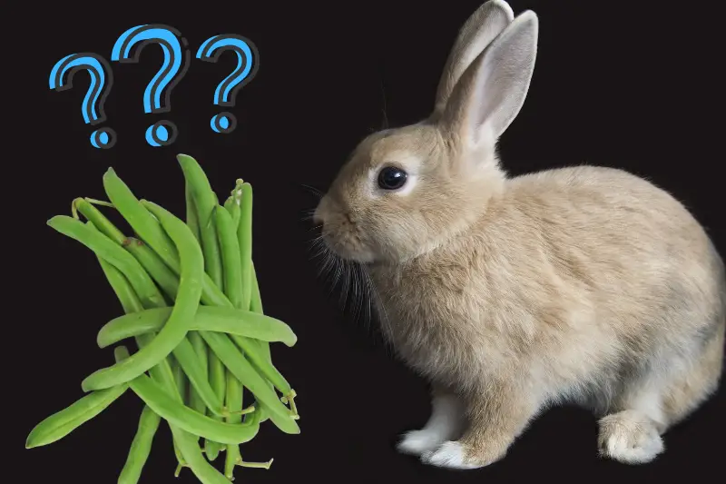 Can Rabbit Eat Green Beans