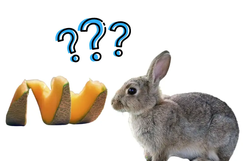 Can Rabbits Eat Cantaloupe?