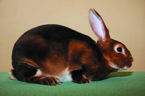 Castor Rex Rabbit