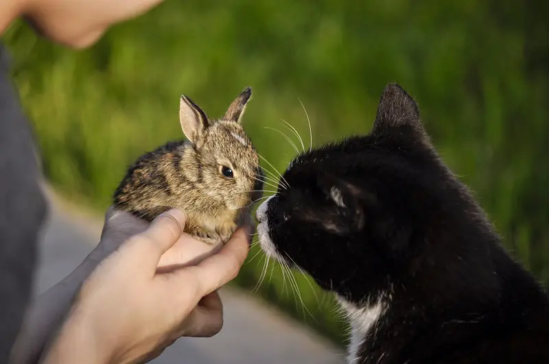 Do Cats Eat Rabbits? 6 Tips to Keep Your Rabbits Safe