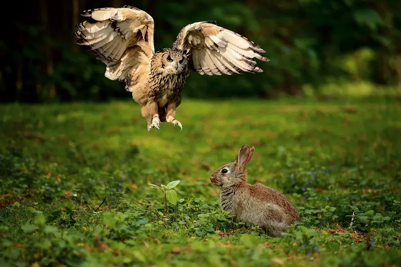 Do Owls Eat Rabbits