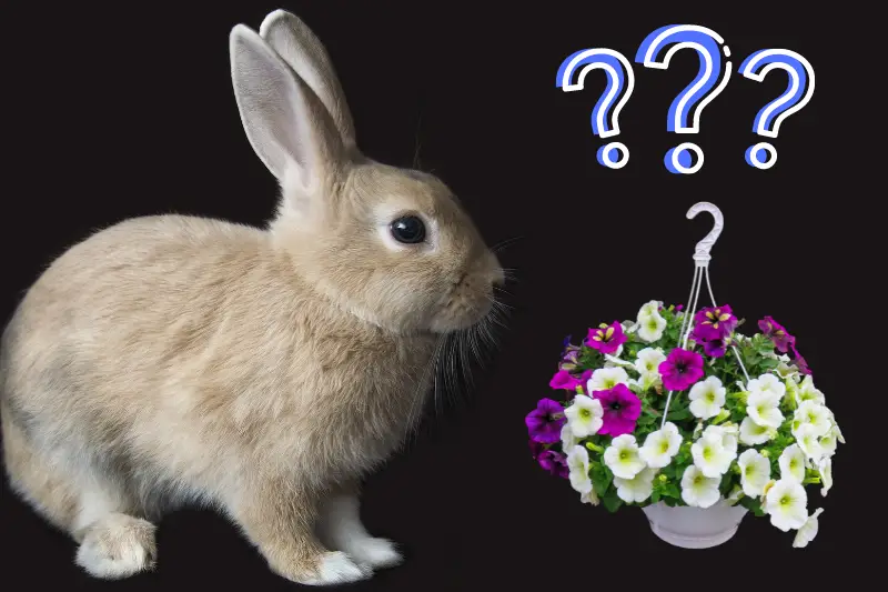 Do Rabbits Eat Petunias