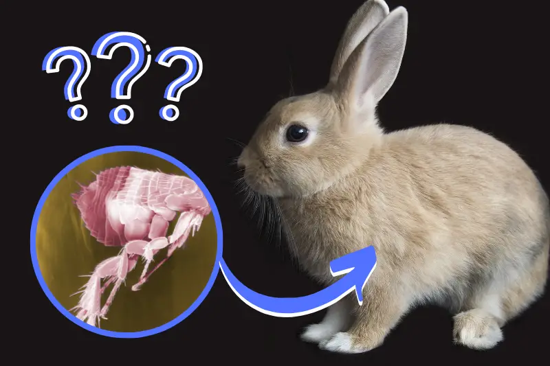 Do Rabbits Get Fleas?