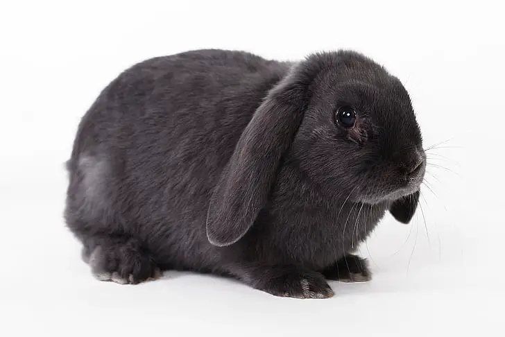 English Lop Rabbit