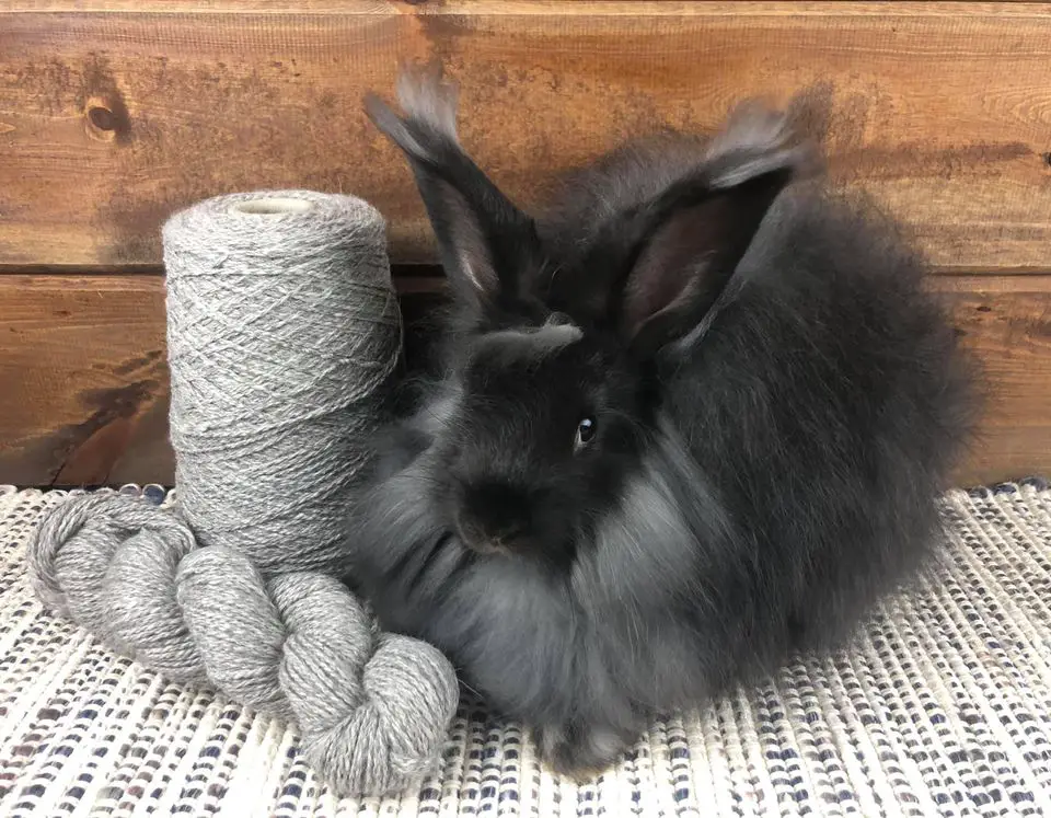 Lionhead Rabbit