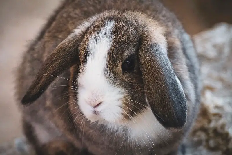 Lop eared rabbits