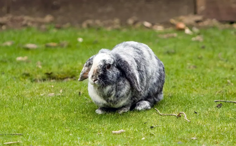 Lop eared bunnies