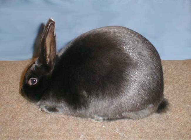 The Black Satin Rabbit