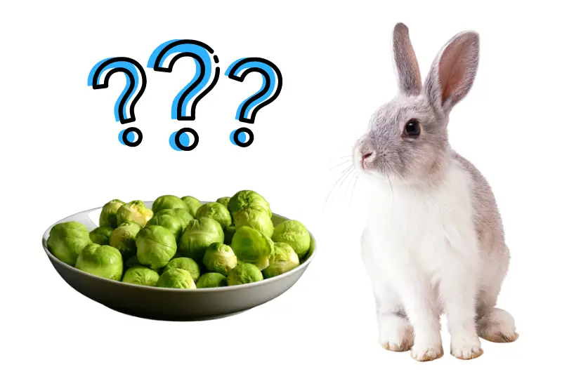 Can Rabbits Eat Brussel Sprouts?