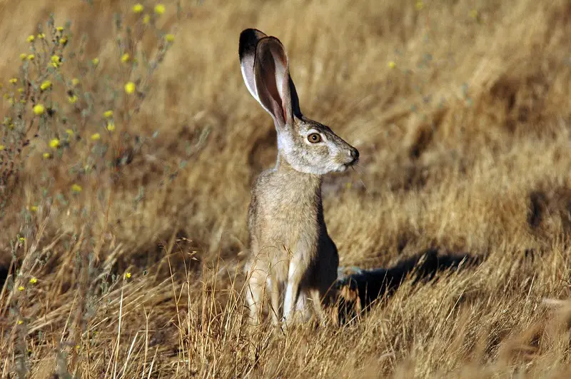 antelope jackrabbit