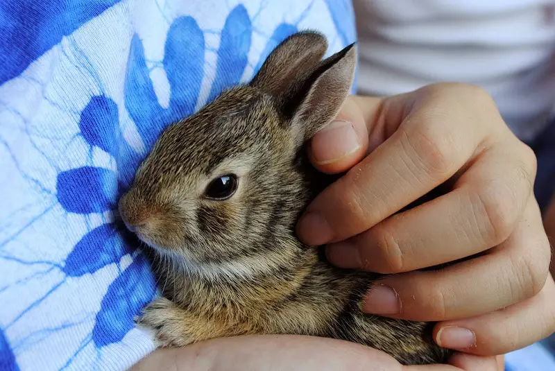 bunny love