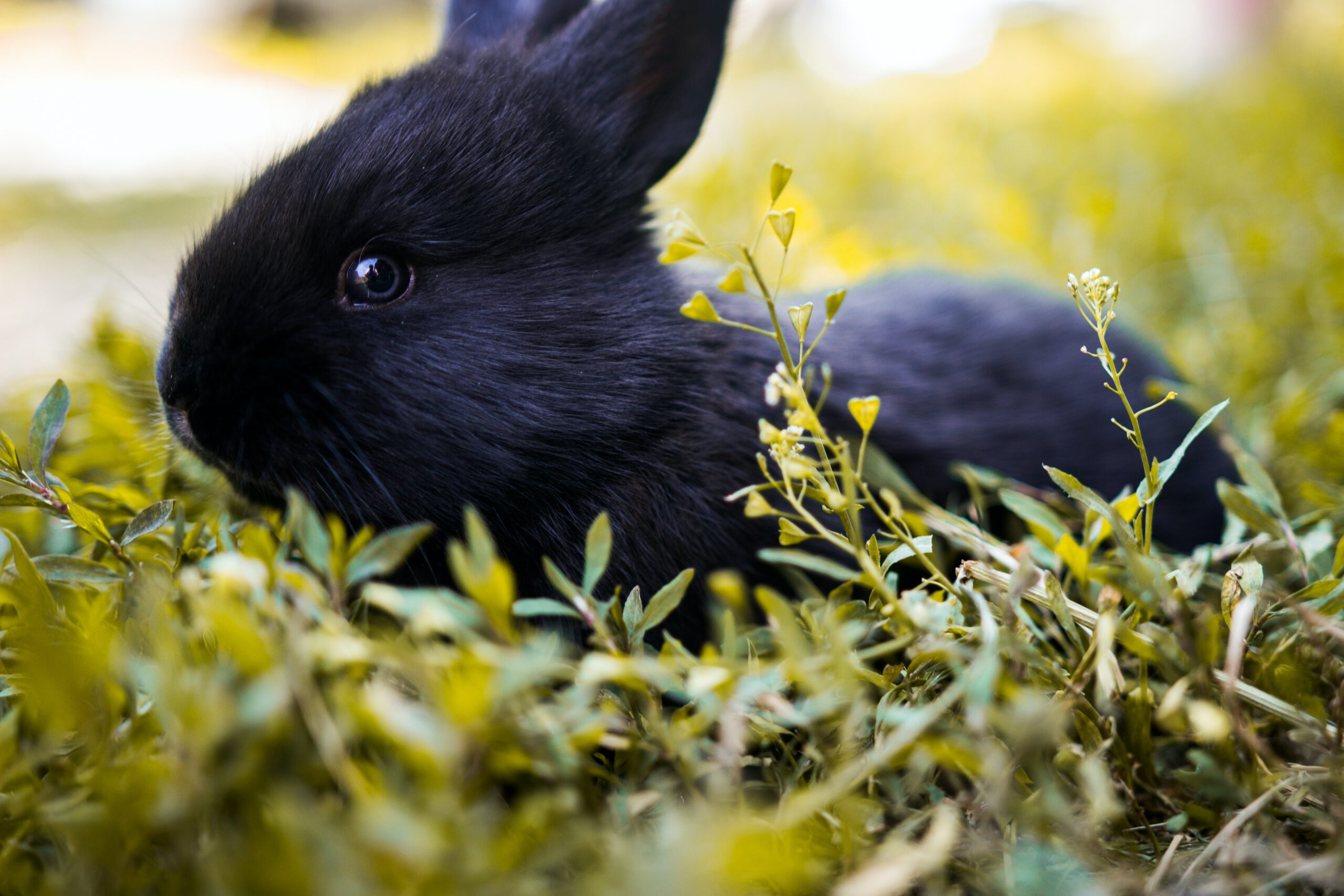 black rabbit breeds