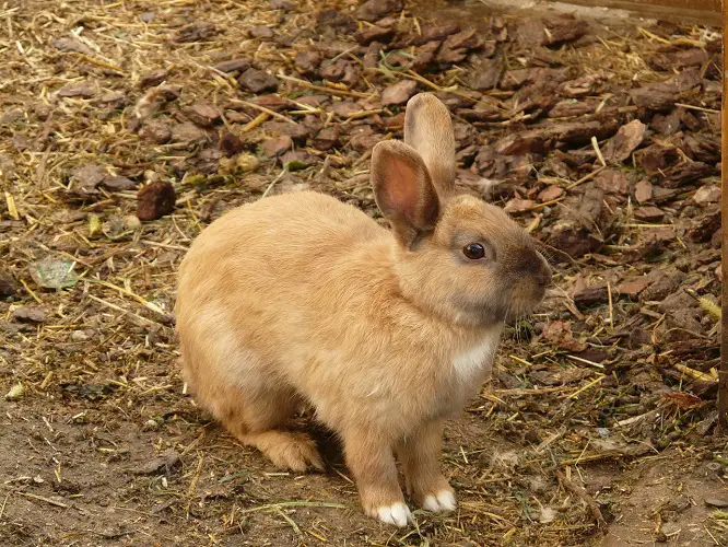 Why do rabbits thump?