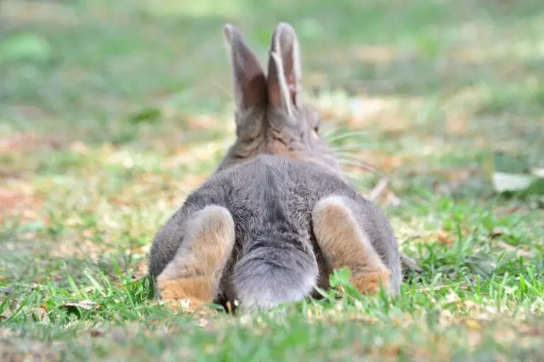 how to know the gender of a baby rabbit