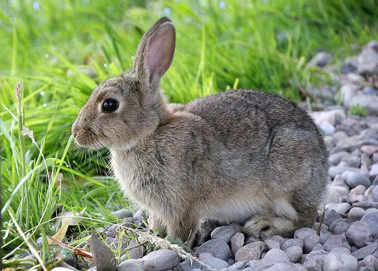 rabbit anatomy