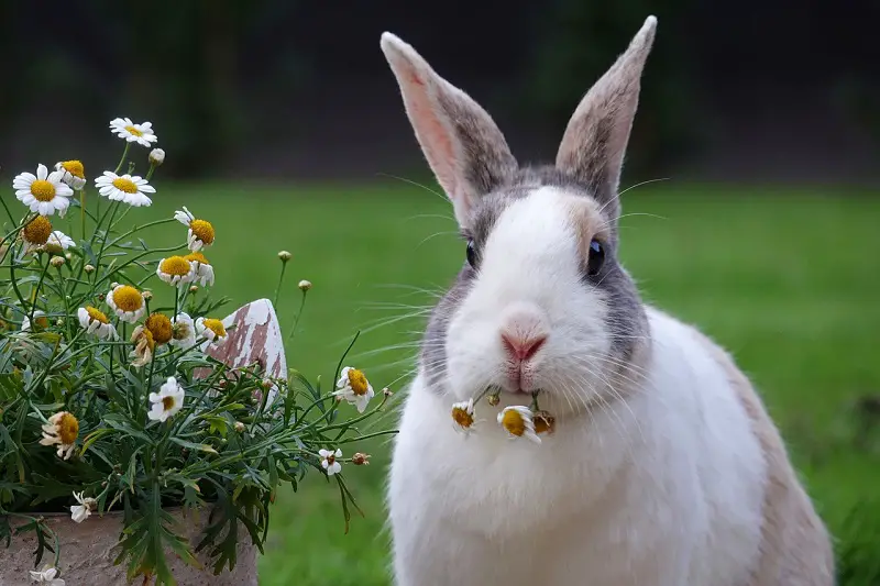 rabbit eating flowers