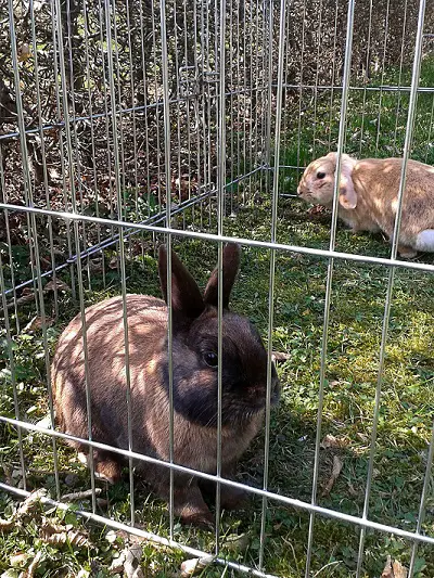 rabbits in cage