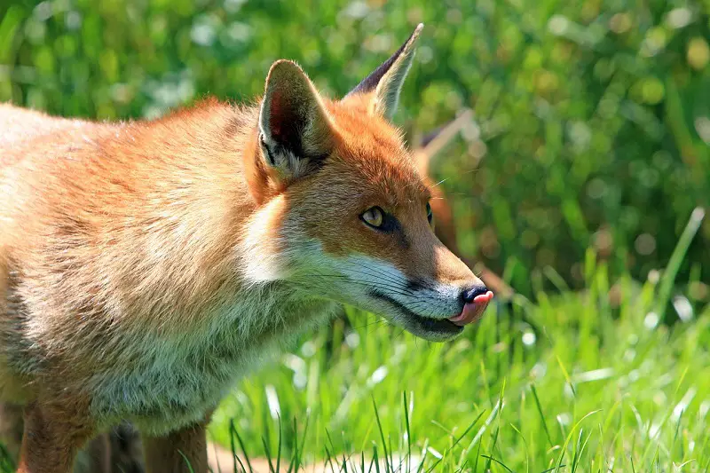 red fox