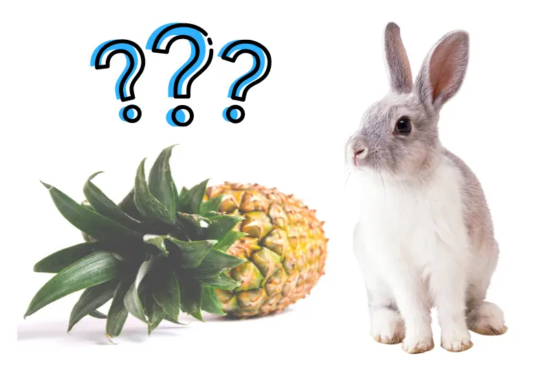 Can Rabbits Eat Pineapple?