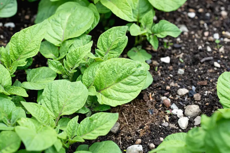 Can Rabbits Eat Potato Leaves?