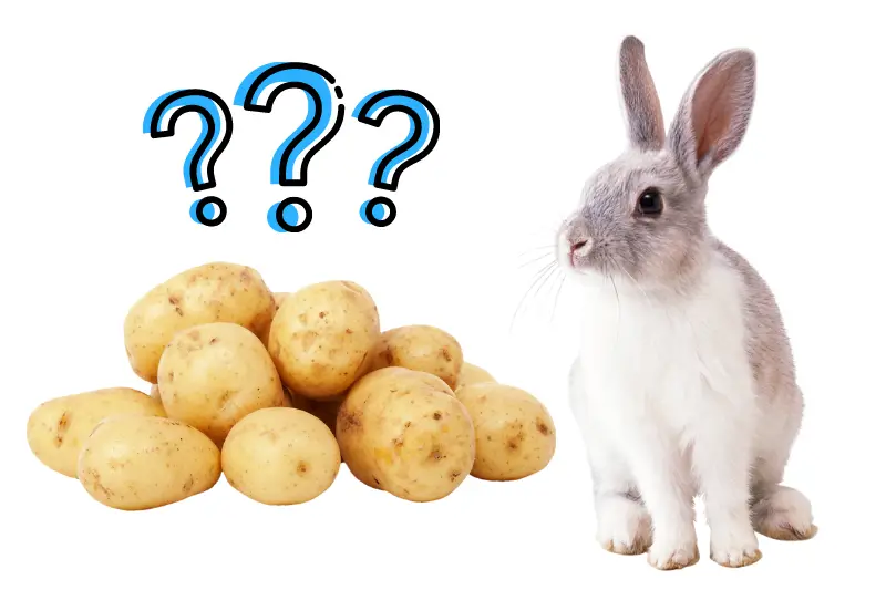 Can Rabbits Eat Potatoes?