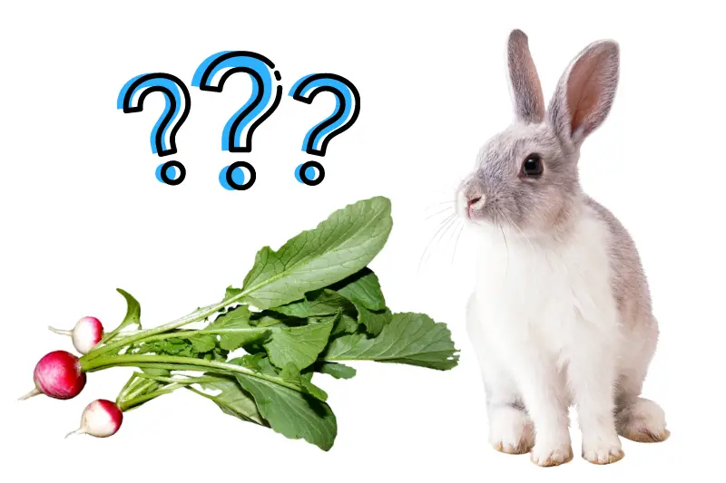 Can Rabbits Eat Radishes?