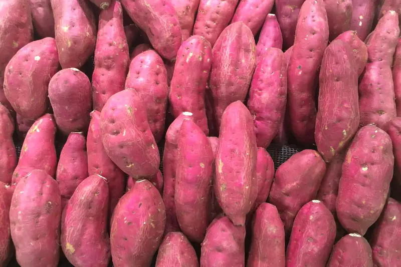 Can Rabbits Eat Sweet Potatoes?