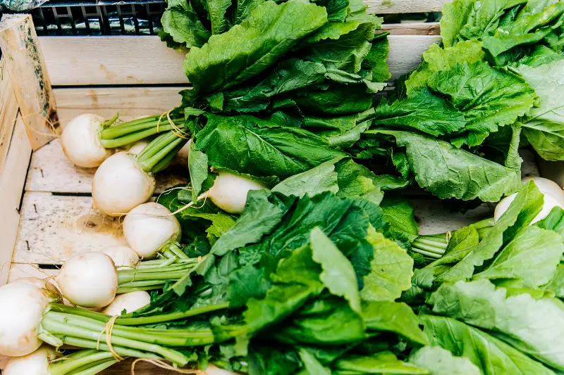 Can Rabbits eat Radish Tops and Leaves?