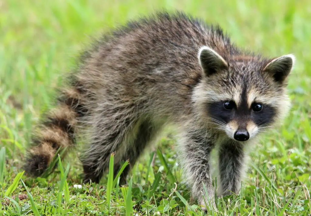 Do raccoons eat rabbits?