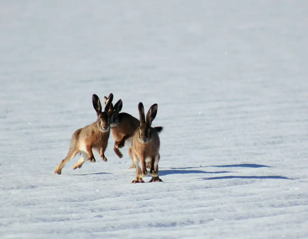 Three Brown Bunnies