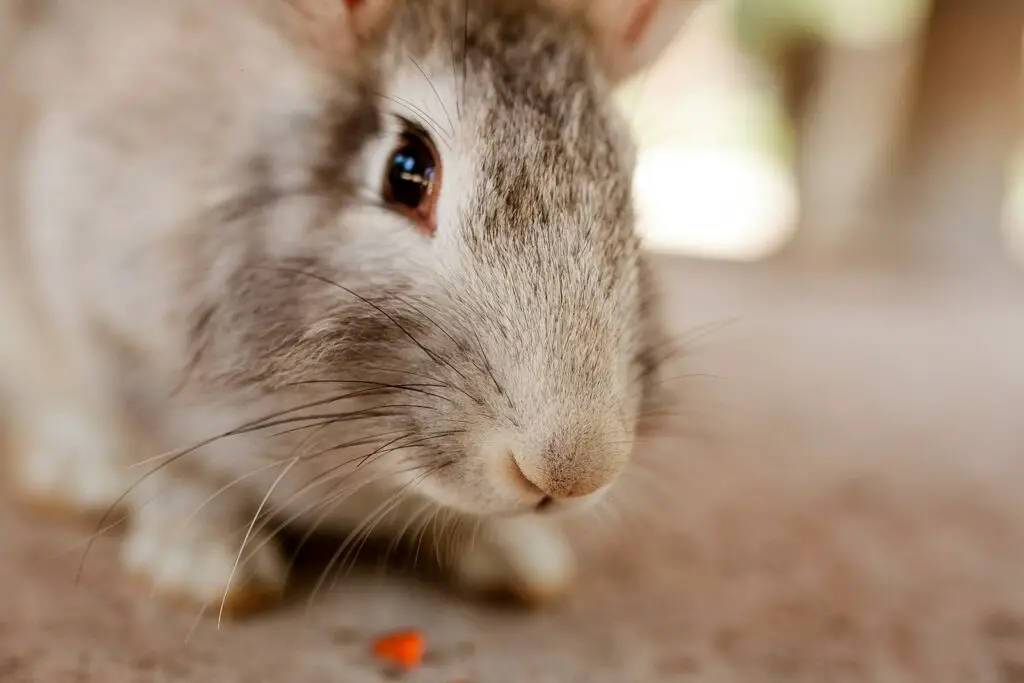 Why are rabbit whiskers important