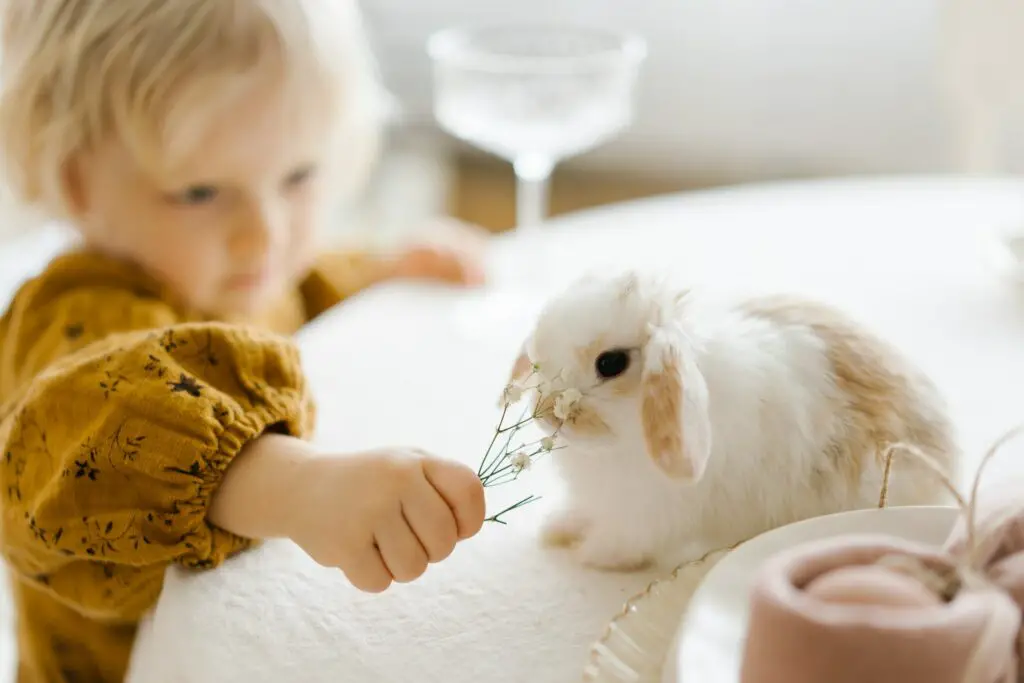 Another way to play with a bunny is to give it treats