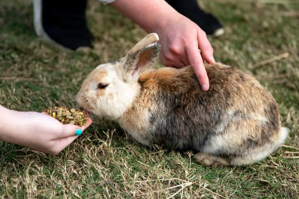 A Brown Rabbit Eating from a Person's Palm