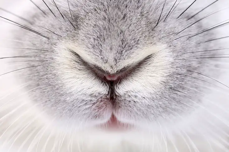 Rabbit nose