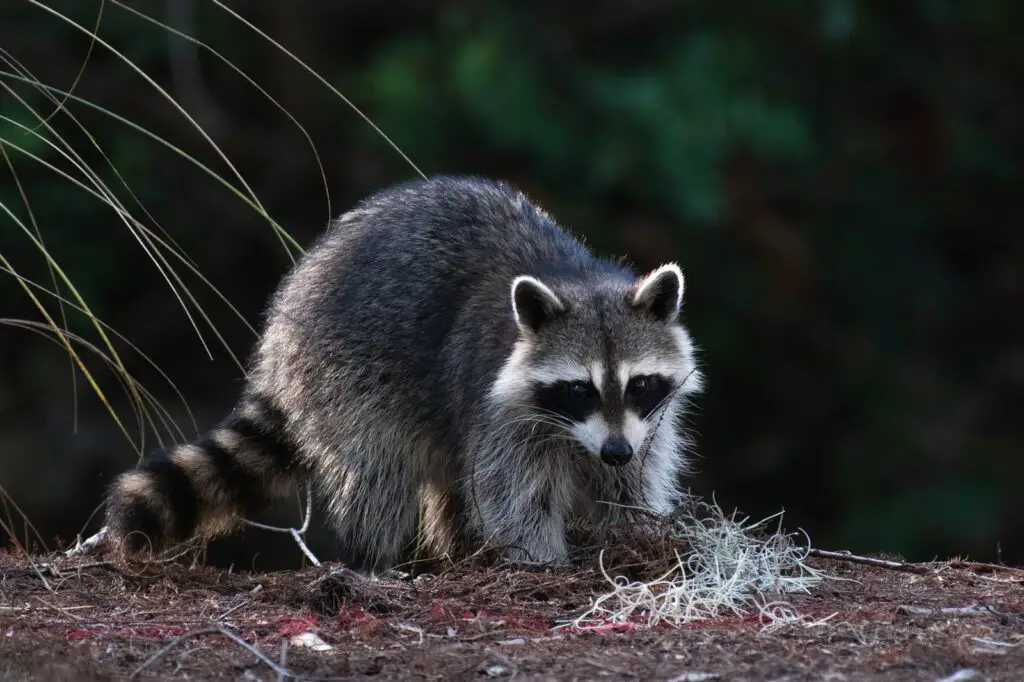 Find out whether do raccoons eat rabbits