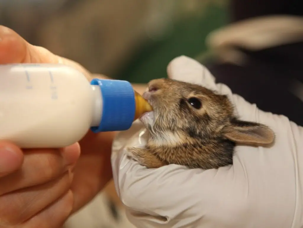 Can rabbits drink milk?