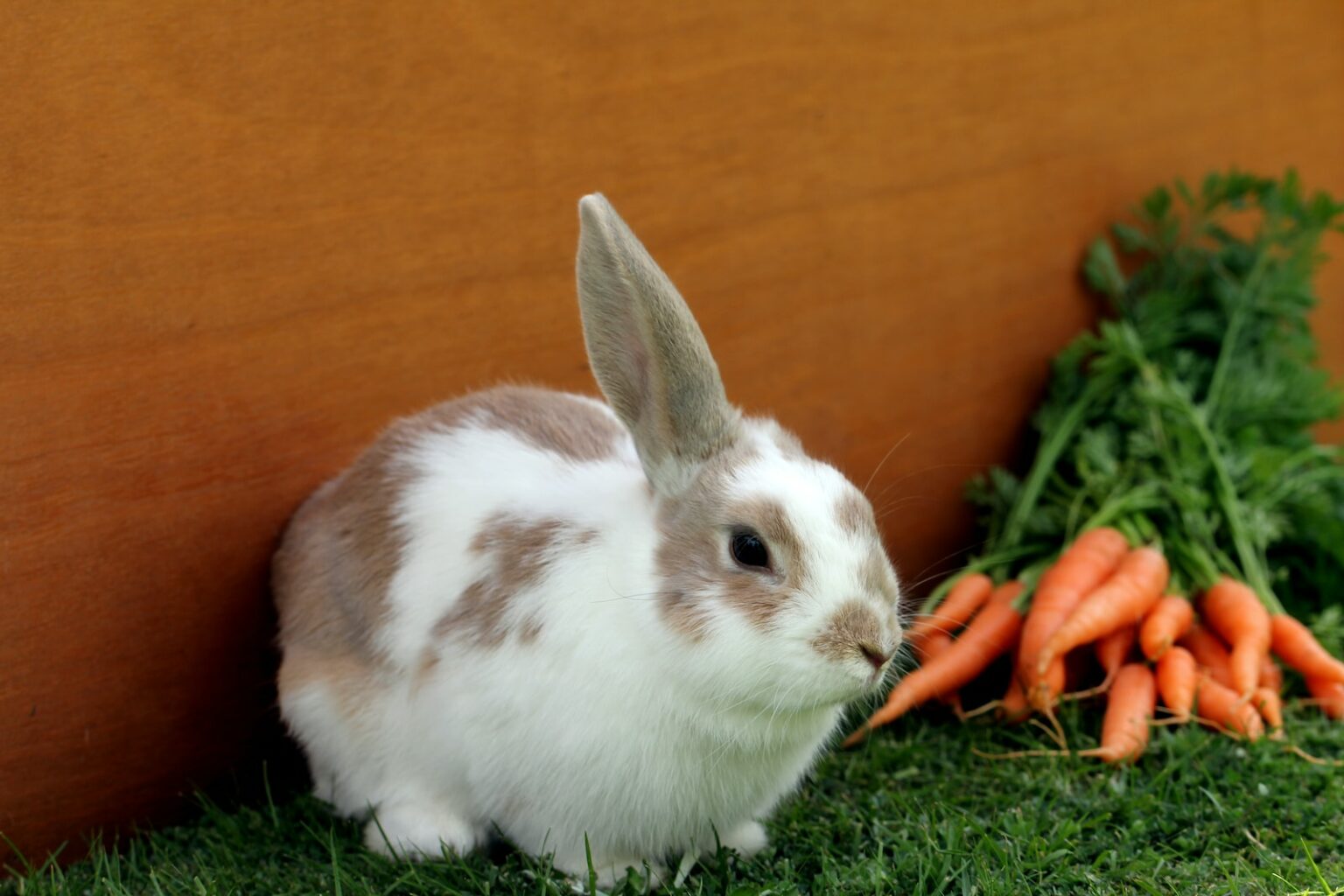 What is Fully Grown Rabbit Age: A Comprehensive Guide