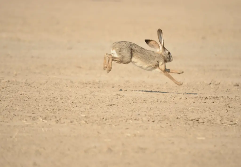 Are Rabbits Fast