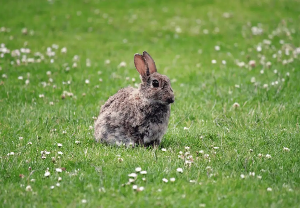 Are Rabbits Messy