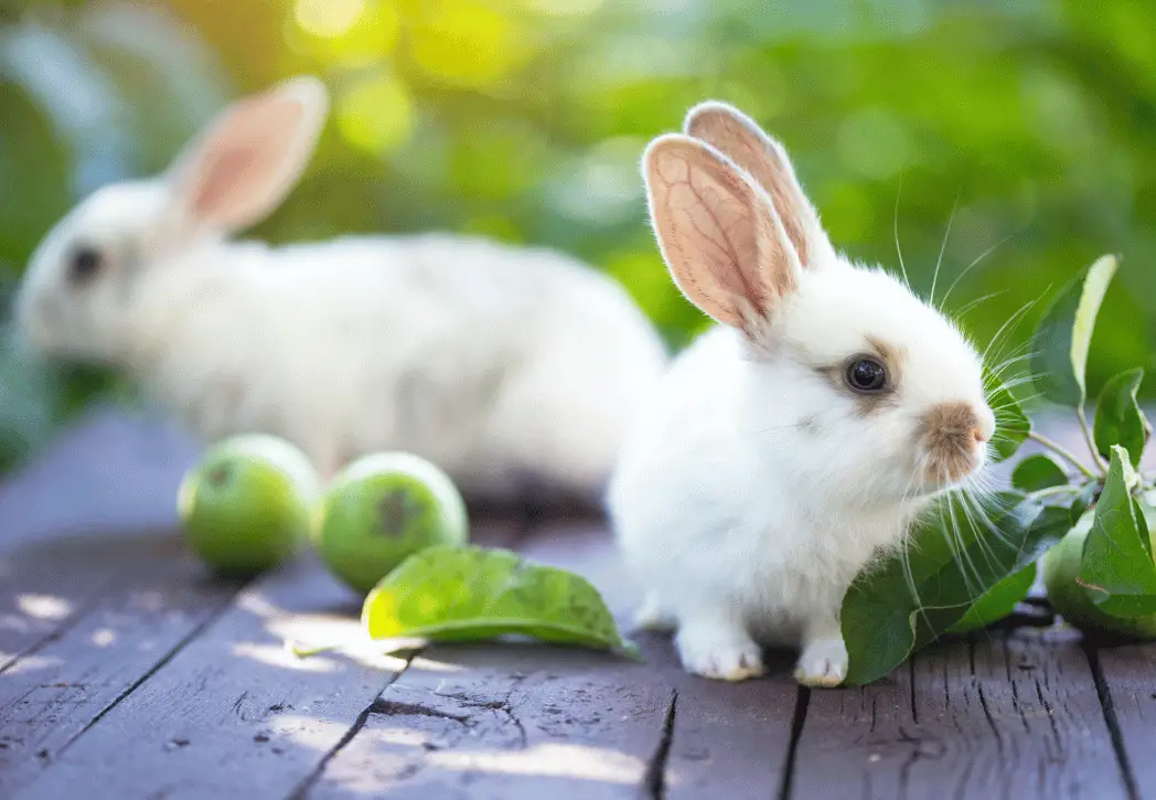 best baby rabbit food